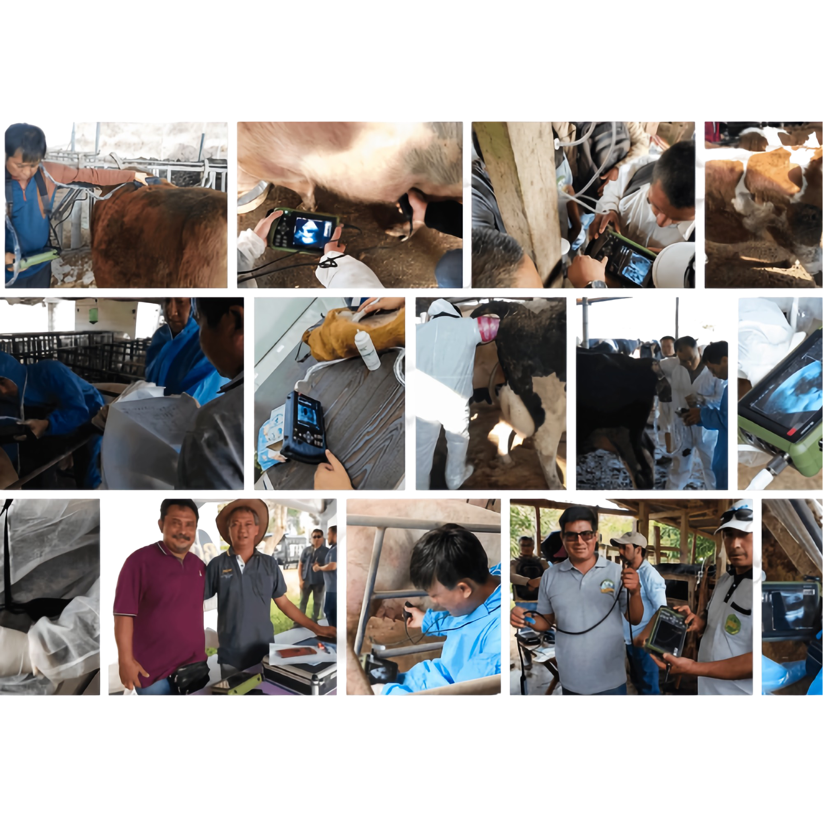 DAWEI Portable Veterinary Ultrasound